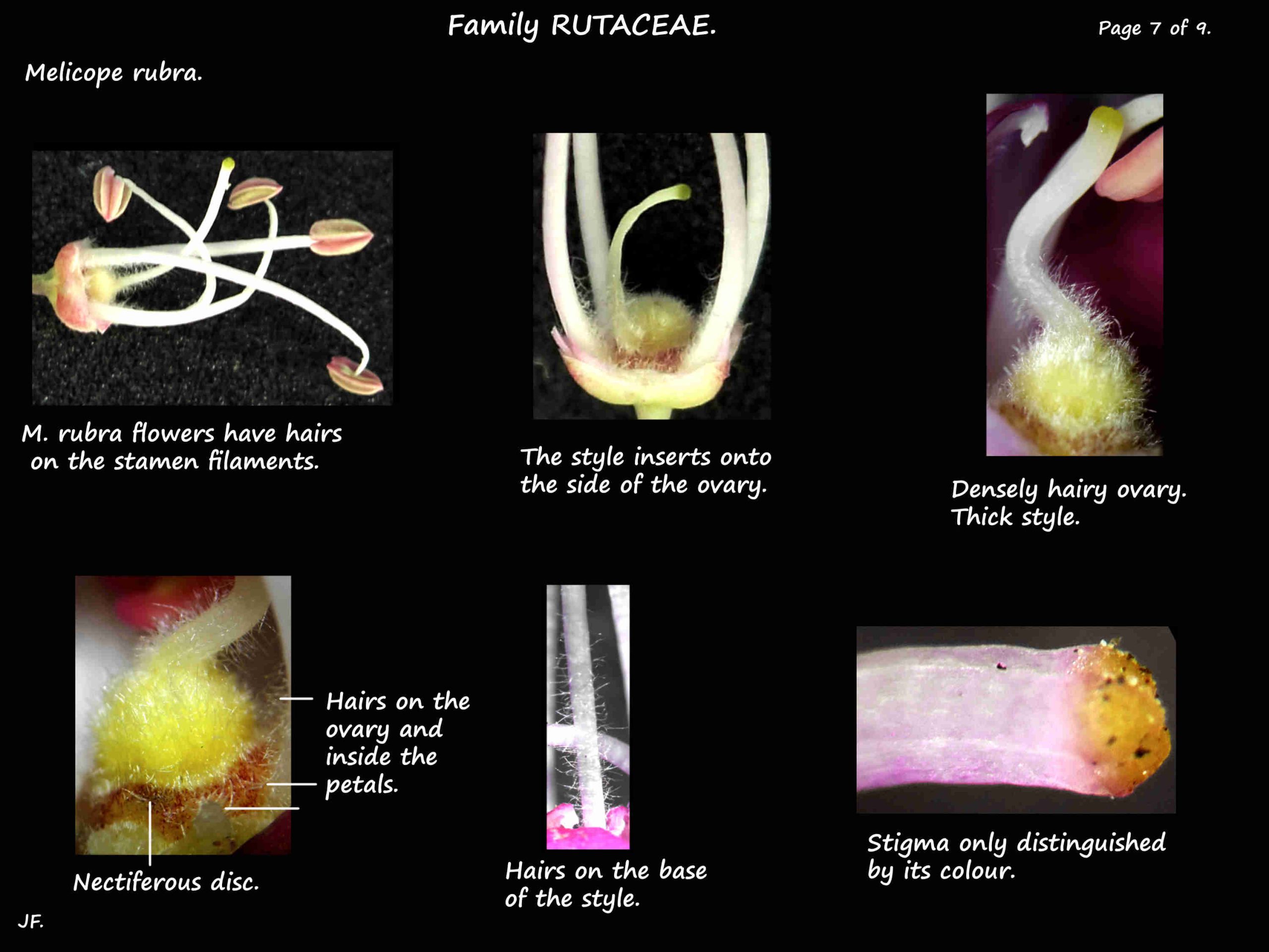 7 Melicope rubra ovary & nectary